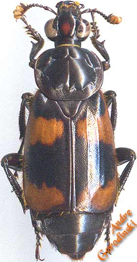 http://www.gorodinski.ru/silphidae/Nicrophorus  nepalensis  impunctatus.jpg